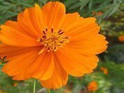 Sulfur Dwarf Orange Cosmos